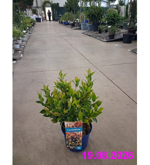 Leucothoe walteri 'Zeblid' C 2 L